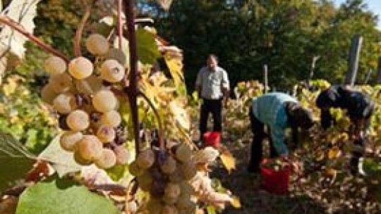 Fructele şi legumele din Republica Moldova ajung pe piaţa românească