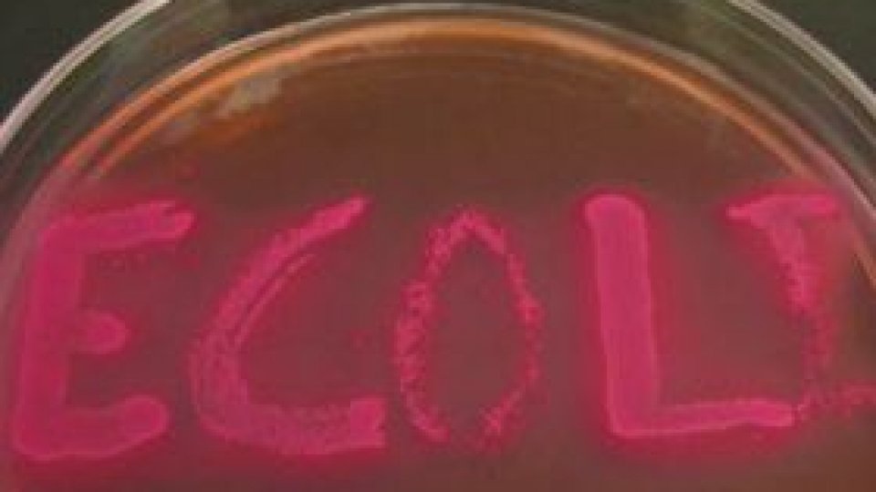 E.coli,  și dincolo de Atlantic