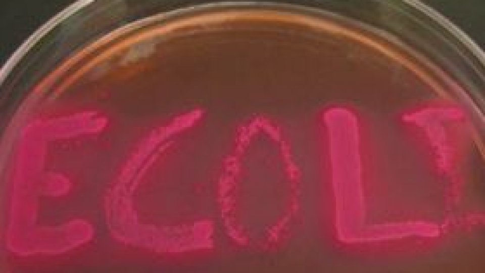 E.coli, și dincolo de Atlantic