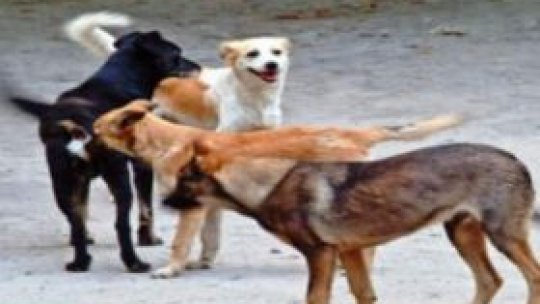 Legea privind gestionarea câinilor fără stăpân, retrimisă la Comisia de administraţie 