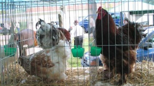 România ar putea fi sancţionată, din cauza găinilor "stresate"