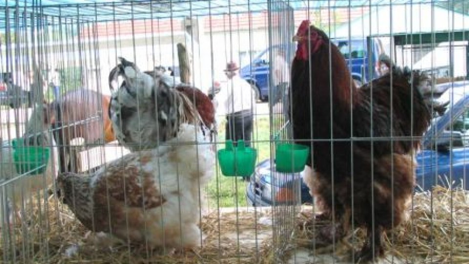 România ar putea fi sancţionată, din cauza găinilor "stresate"