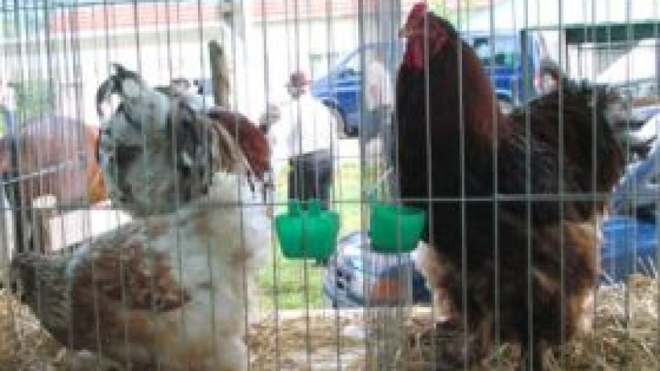 România ar putea fi sancţionată, din cauza găinilor "stresate"