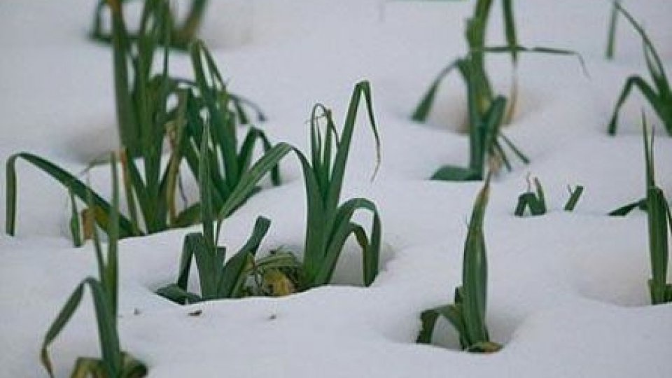 PSD solicită Guvernului să prezinte bilanţul pierderilor din agricultură