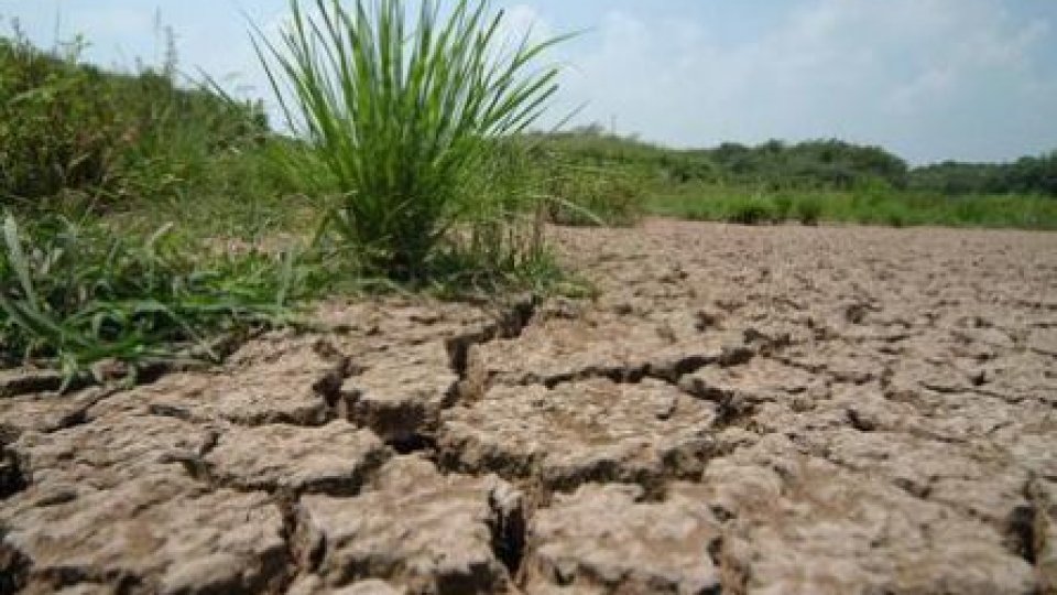 Aproape jumătate din ţară, afectată de secetă