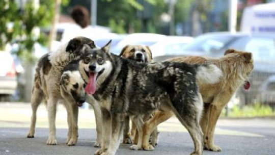 Maidanezii vor putea fi eutnansiaţi după 14 zile