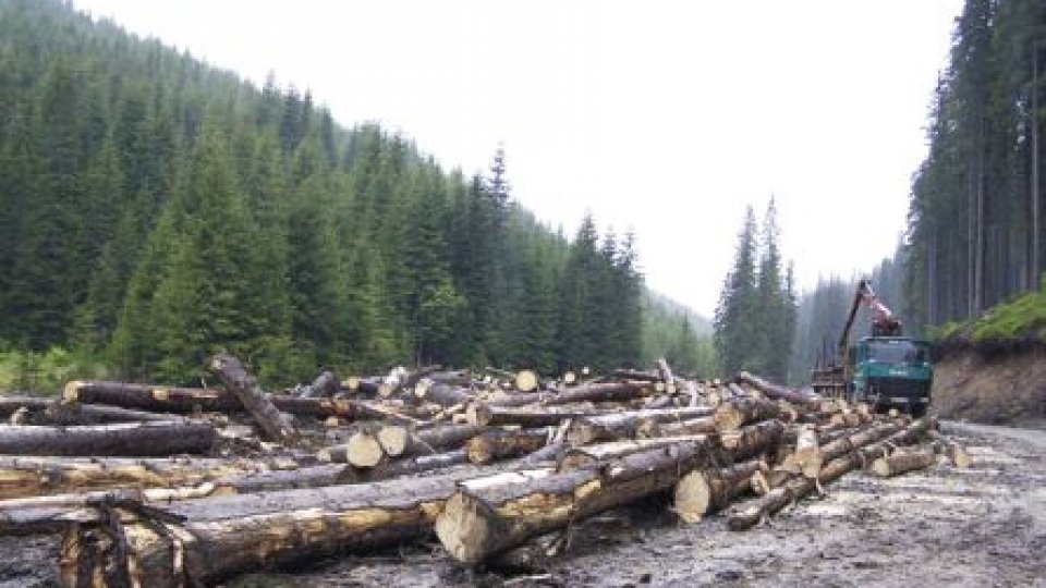 Proiectul privind tăierile de păduri, vulnerabilitate la siguranţa naţională aşteaptă adoptarea