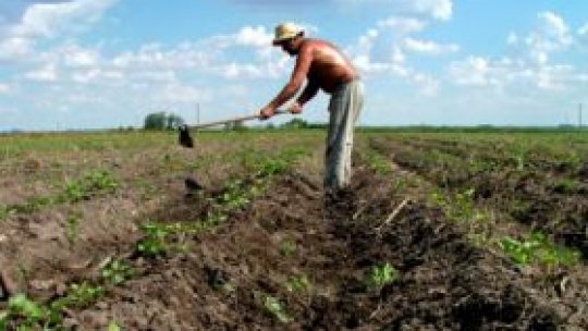 Posibile despăgubiri pentru producătorii agricoli afectaţi de secetă