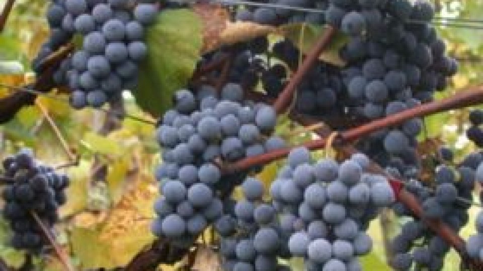 Producătorii viticoli vor primi ajutor de la stat