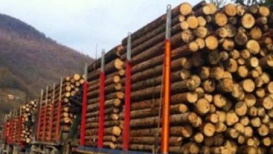 Sancţiunile pentru tăierile ilegale de pădure se menţin