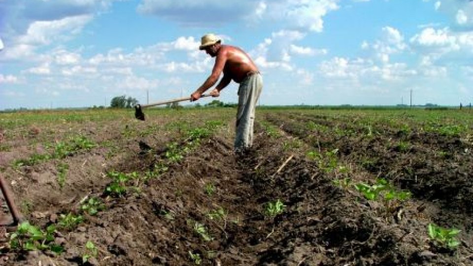 Agricultorii, cei mai căutaţi peste hotare