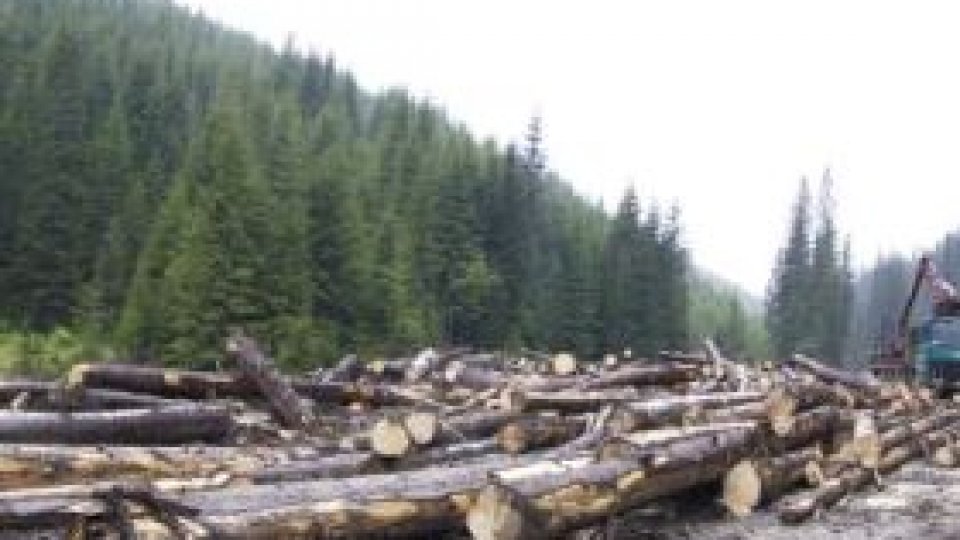 România "va fi supusă unei proceduri de infrigement privind tăierile ilegale de păduri"