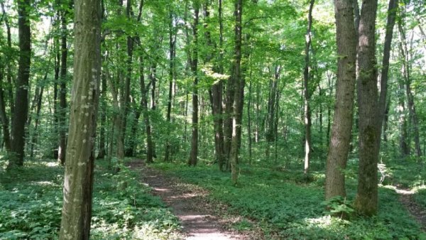 Strategia Naţională pentru Biodiversitate, prinsă în dispute politice. Proiectul revine la Senat